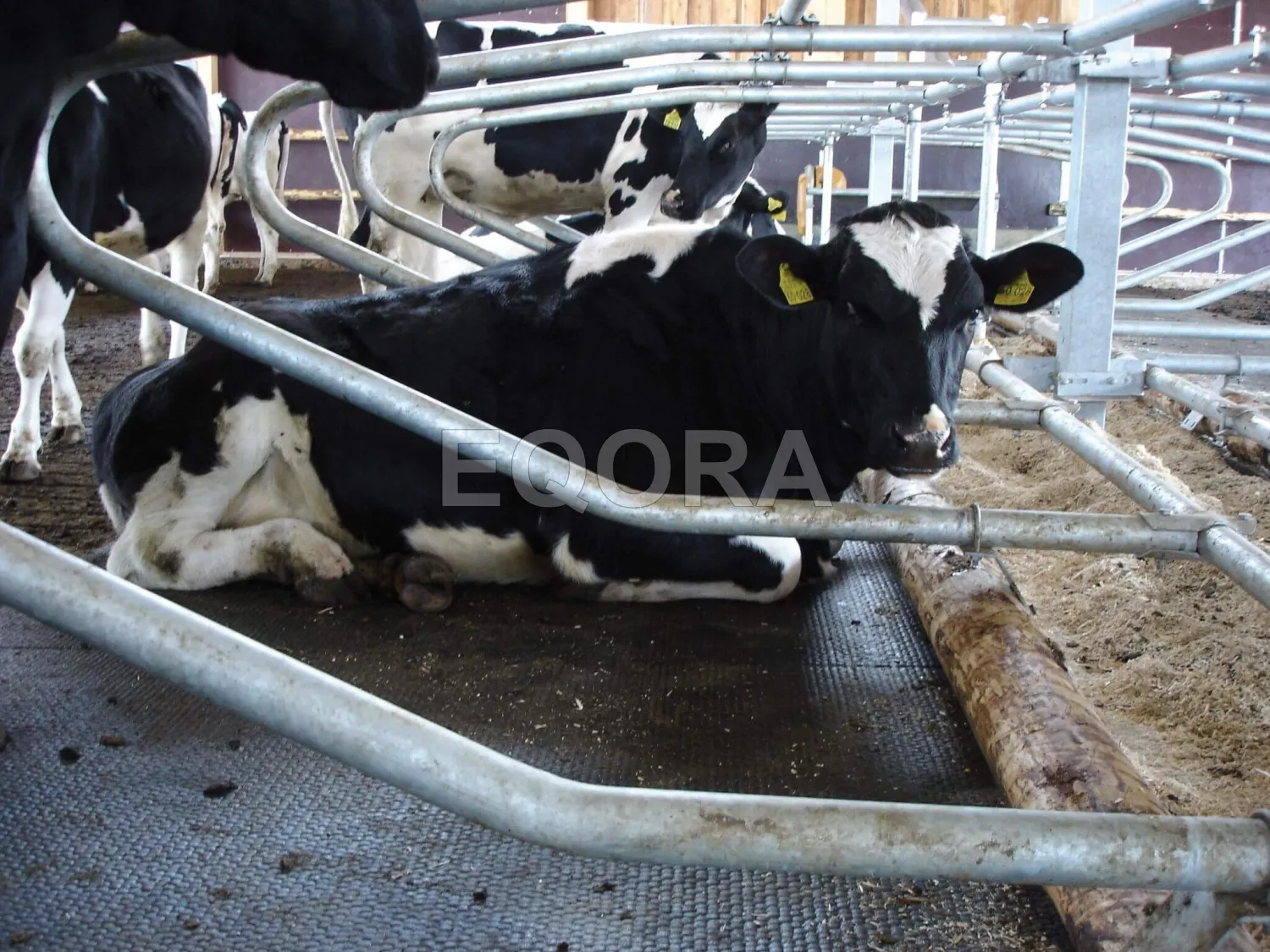 Резиновые маты из крошки для коров и КРС в Сергиевом Посаде